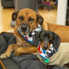 Masca si Bandana - Best Friends - L thumbnail