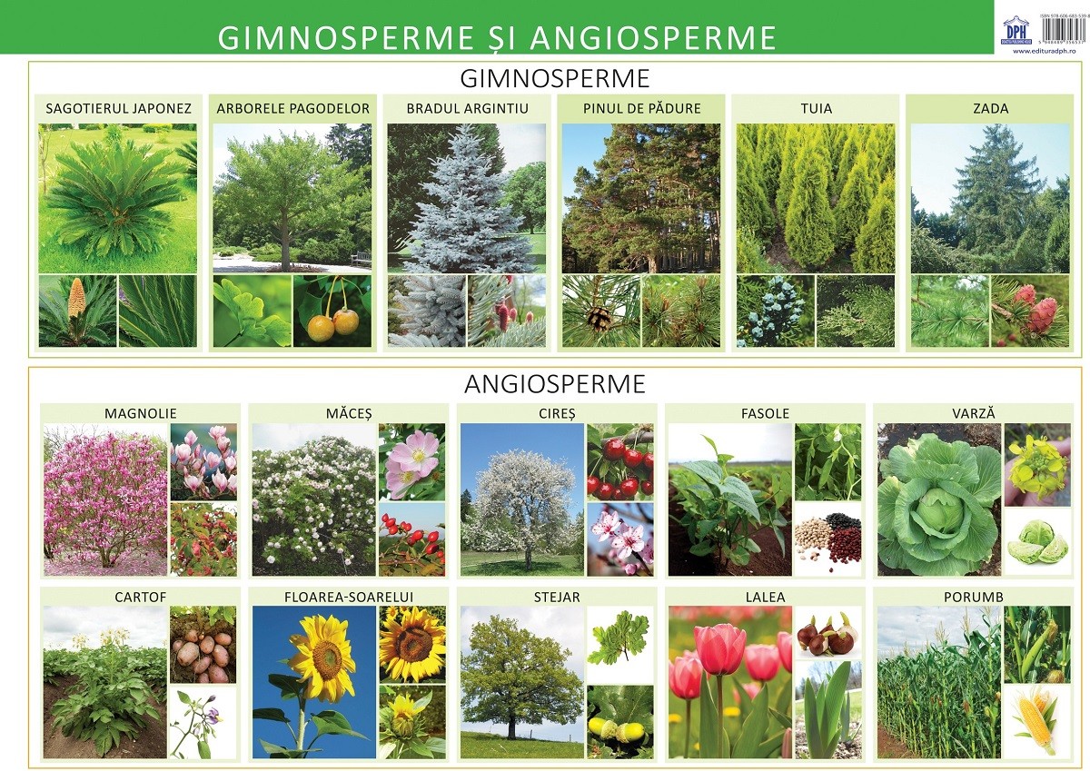 Plansa - Gimnosperme si angiosperme